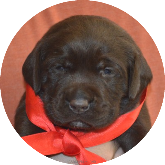 女の子(レッド母犬グラス)(A child of ソロモン & グラス) 女の子(レッド母犬グラス)